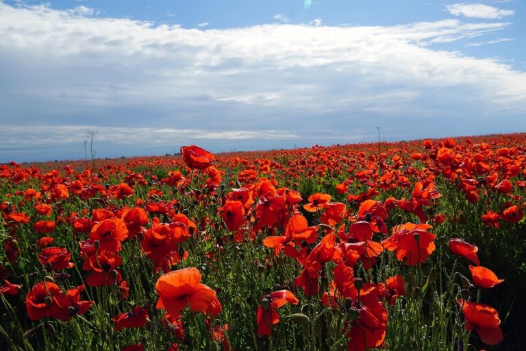 Псковские маки: Порхов, крепость, поле памяти. Фотосессия на маковых полях