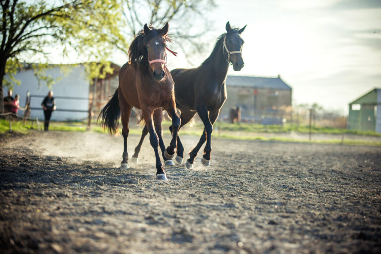 Конные прогулки: тур в Лугу и катание на лошадях!
