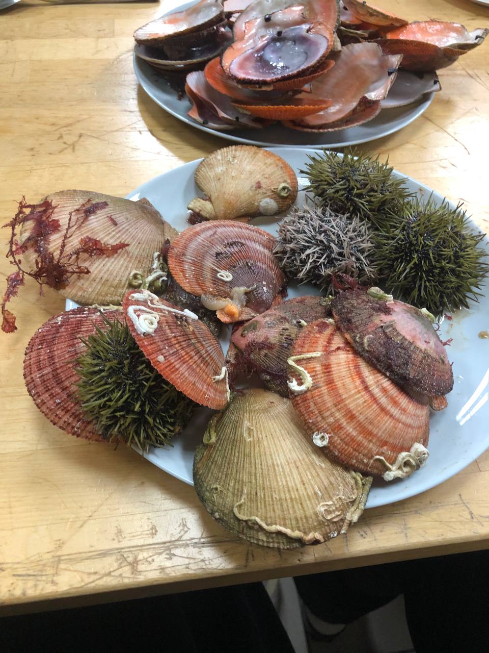 murmanskie delikatesy dasha sereda