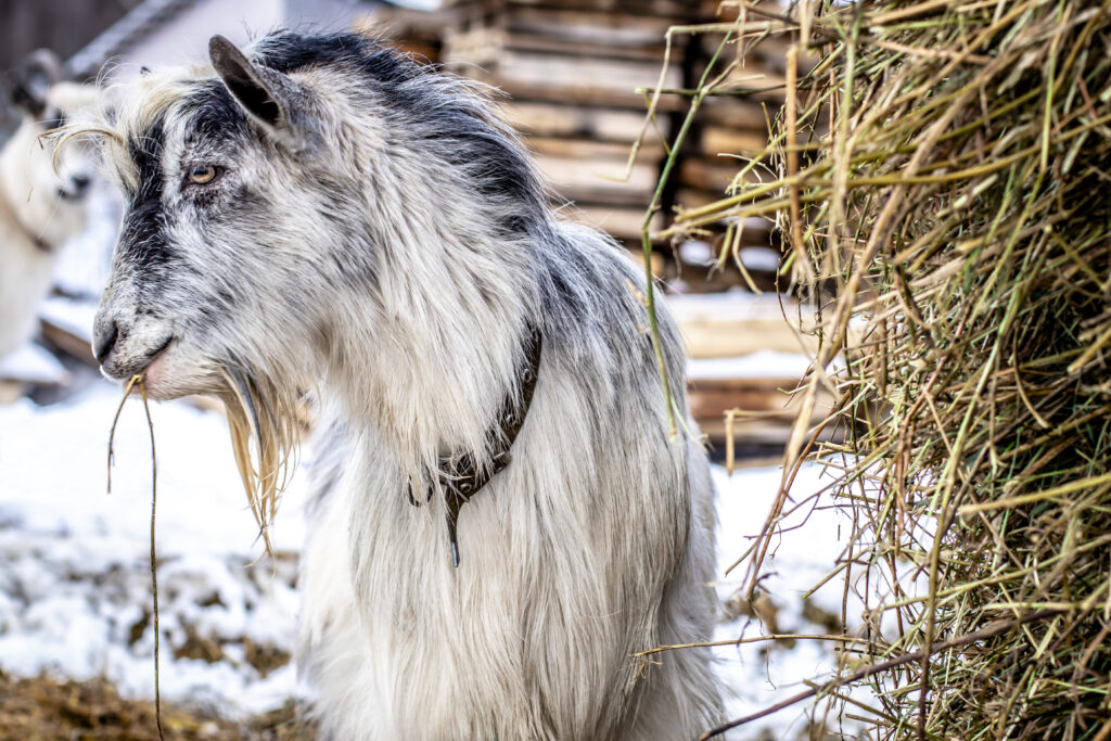 istock 1214704635