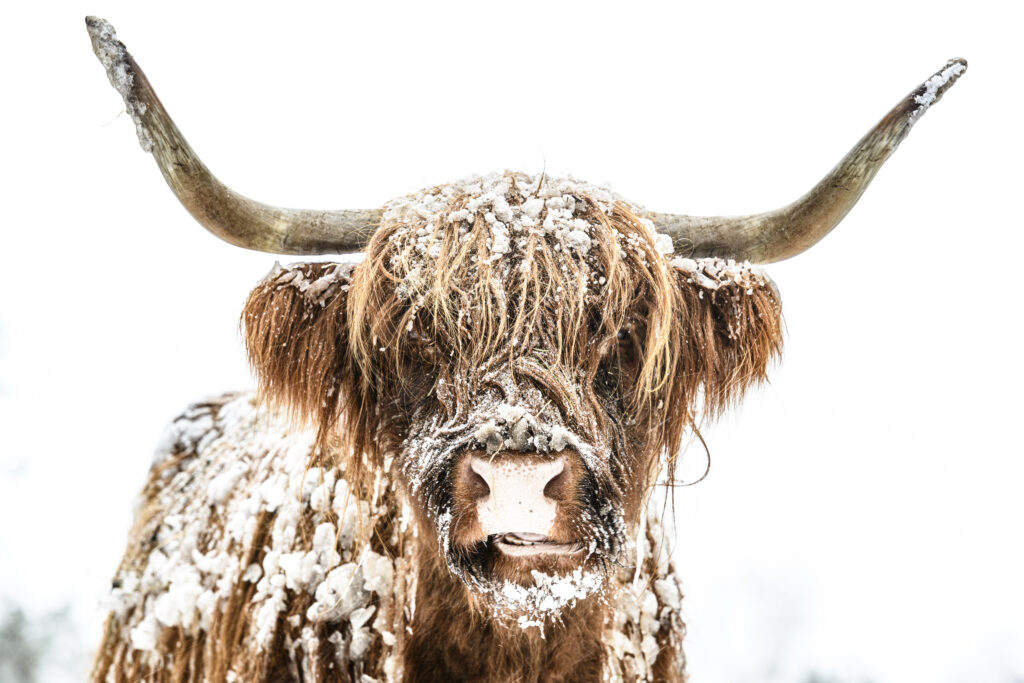 istock 1443504460